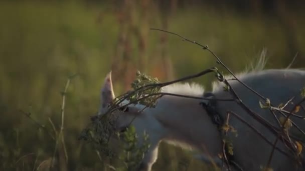 Little White Goat Walks Meadow Bushes — Stockvideo