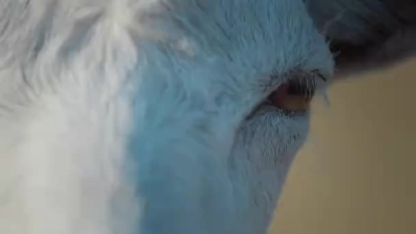 Close White Goat Eyes — Stockvideo