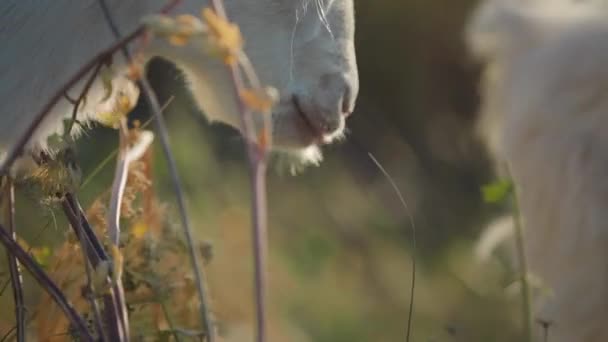 Little White Goat Eats Grass Sunlight Next Another Goat Medium — Vídeo de Stock