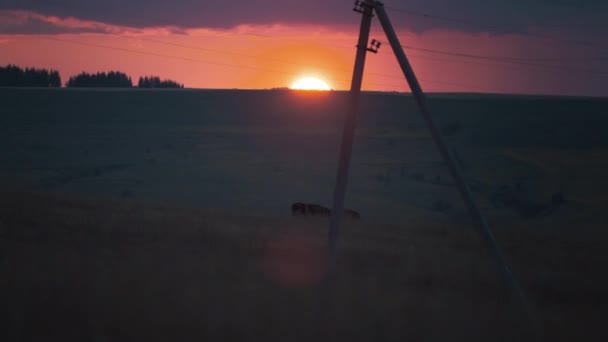Захід Сонця Ручна Стрілянина Поля Тварини Задньому Плані — стокове відео