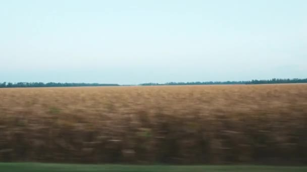 Yellow Summer Wheat Field View Car Motion Travel Video — Stockvideo