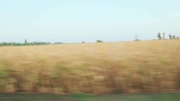 Summer Yellow Field View Car Motion — Stockvideo