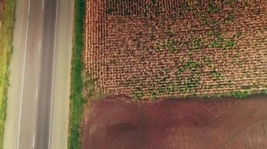 Vertical plan from above on a yellow field with wheat near the road. Cars are driving along the road. View from the copter. The camera moves backward. 4K