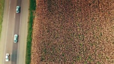 Vertical plan from above on a yellow field with wheat near the road. Cars are driving along the road. View from the copter. Camera moves forward. 4K