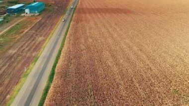 Wheat field next to the road. Sunny day. Cars are driving along the road. The camera moves forward. 4K