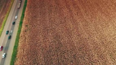 Wheat field next to the road. Sunny day. Cars are driving along the road. The camera moves to the left over the field and the road. 4K
