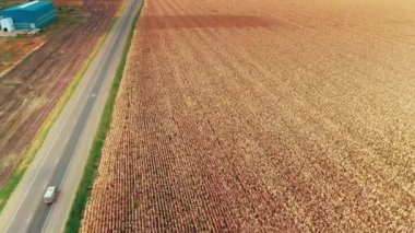 Wheat field next to the road. Sunny day. Cars are driving along the road. The camera moves backward. 4K