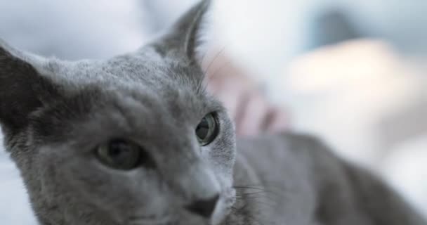 Close Gray Cat Green Eyes Man Strokes Cat — Vídeo de Stock