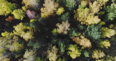 Flight over a multicolored dense forest. Autumn atmosphere. People walk along the path among the forest. Treetops. Hills. 4K