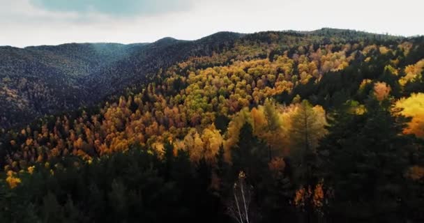 Top View Colorful Autumn Forest Dense Trees People Walk Path — Stockvideo