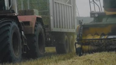 A combine harvester and a truck with big tires are going side by side. Rye harvesting. Close-up. Camera in motion.4K