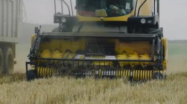 Combine harvester chops and harvests wheat. Close-up. A field of wheat and rye. Blue sky, green fields and forest in the background.4K