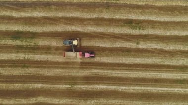 Top view of a combine harvester moving next to a tractor with a trailer. Wheat harvested by the combine harvester is moved to the tractor trailer by pipe. Wheat field in stripes. View from the drone. Vertical plan from above