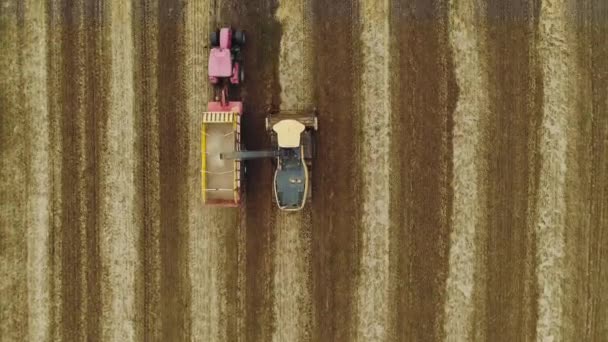 Combine Harvester Red Tractor Trailer Harvesting Wheat Aerial View Field — Vídeos de Stock