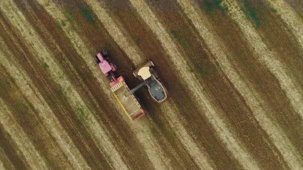 Top View Combine Harvester Moving Next Tractor Trailer Wheat Harvested — Vídeos de Stock