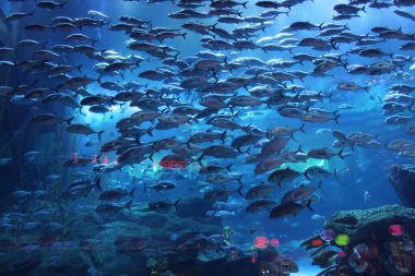 variety of beautiful fishes species in a large aquarium in Dubai 