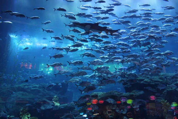 variety of beautiful fishes species in a large aquarium in Dubai