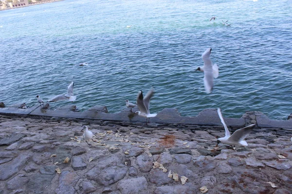 Beautiful Seagull Birds Sea Shore Blue Sea Nature — Stock Photo, Image