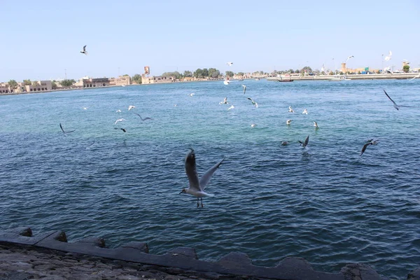 beautiful seagull, birds on the sea shore, blue sea, nature
