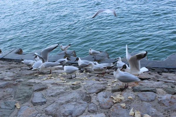 beautiful seagull, birds on the sea shore, blue sea, nature