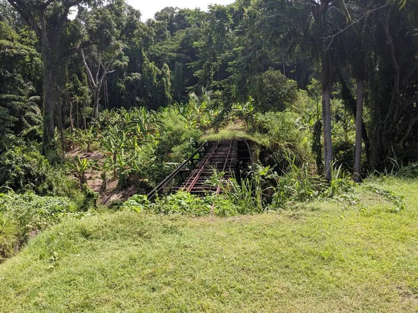 Abandoned Rails in Jungle