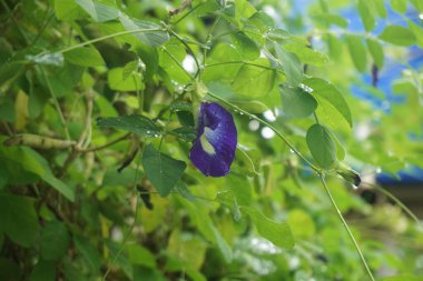butterfly pea flower on the tree