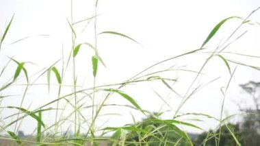 horizontal view footage of the grass swaying in the breeze