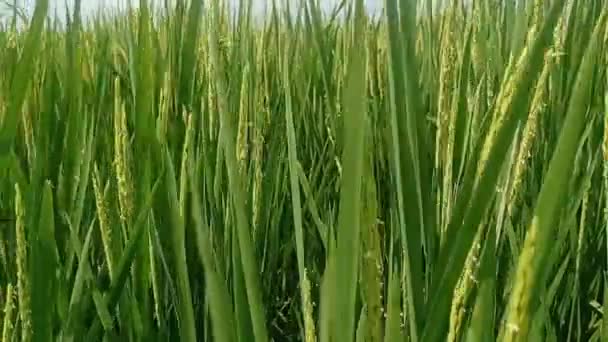 Rice Plant Rice Field Swaying Breeze — ストック動画