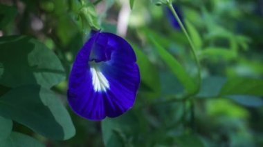 Klitorya çiçeğinin ağaçtaki yatay görüntüsü