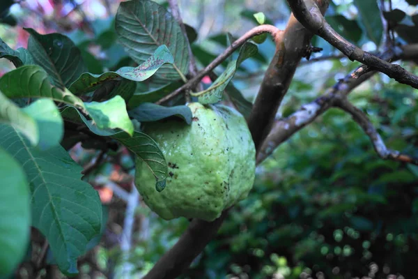 Ağaçtaki Taze Olgun Guava Nın Yatay Görüntüsü Hasat Edilmeye Hazır — Stok fotoğraf