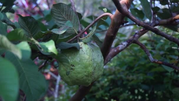 Zbieranie Dojrzałej Guawy Drzewa — Wideo stockowe