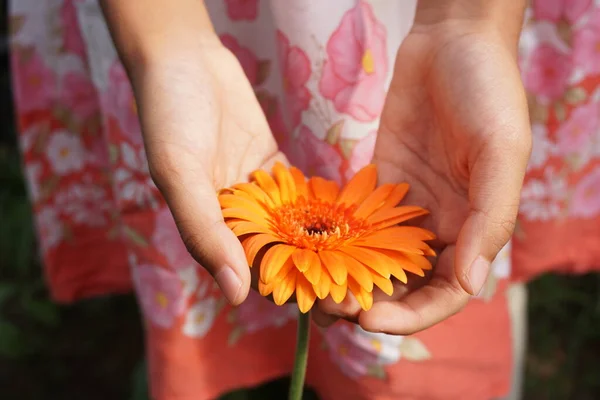 Помаранчева Квітка Гербери Руках Маленької Дівчинки — стокове фото