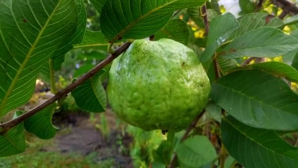 Zavřít Pohled Čerstvou Zralou Guavu Visící Stromě — Stock video