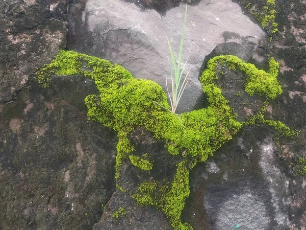Etrafı yosunlarla kaplanmış taş duvarın fotoğrafını kapat.
