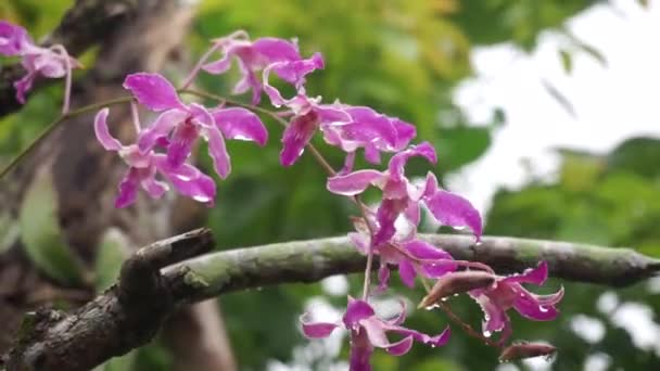 Beeldmateriaal Van Dendrobium Orchidee Bloemen Tuin — Stockvideo