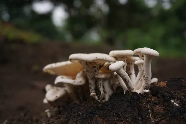 Yaban mantarlarının yakın çekim fotoğrafı yağmurlu bir günün ardından büyüyor.