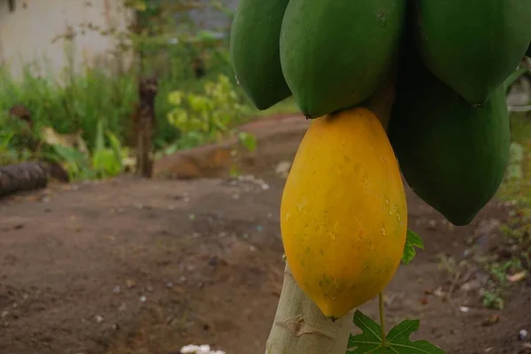 Horizontale Ansicht Der Schönen Papaya Frucht Reif Auf Dem Baum — Stockfoto