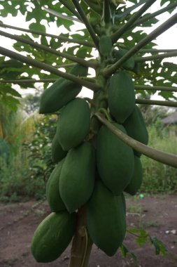 Bahçedeki ağaçtaki çiğ papayaların portresi.