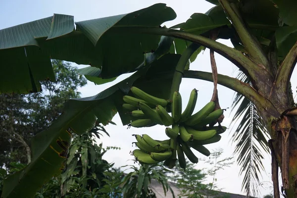 Blick Auf Die Rohe Banane Die Baum Hängt — Stockfoto
