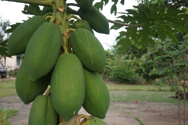 Horizontale Ansicht Roher Papayas Auf Dem Baum Mit Kopierfläche — Stockfoto