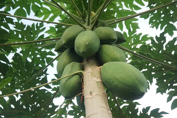 Blick Auf Rohe Papayas Auf Dem Baum Garten — Stockfoto