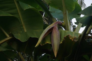 Muz ağacında muz çiçeği. tropikal sebze