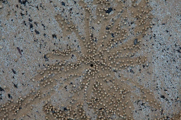 Crabs Digging Sand Leaving Balls Sand — Stock Photo, Image