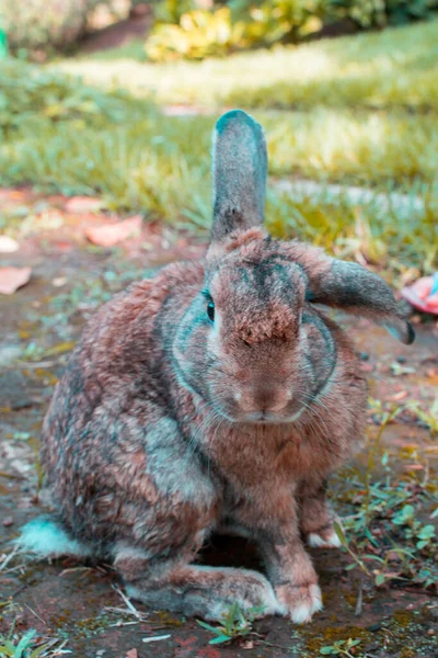 Cute Pet Hares Playing Yard —  Fotos de Stock