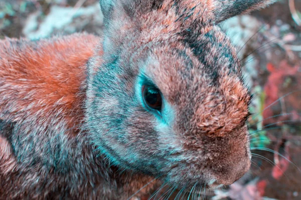 Cute Pet Hares Playing Yard —  Fotos de Stock