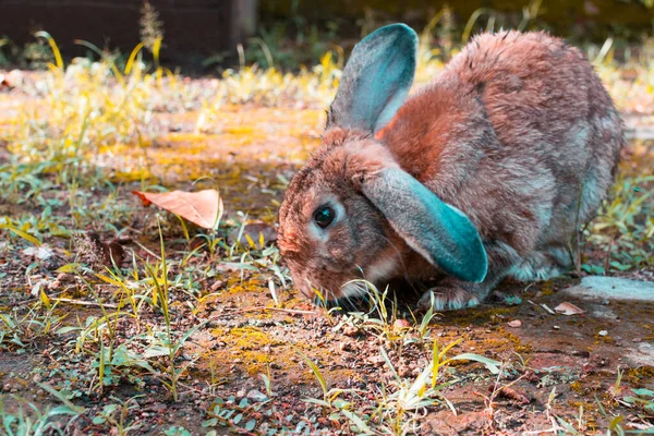 cute pet hares playing in the yard