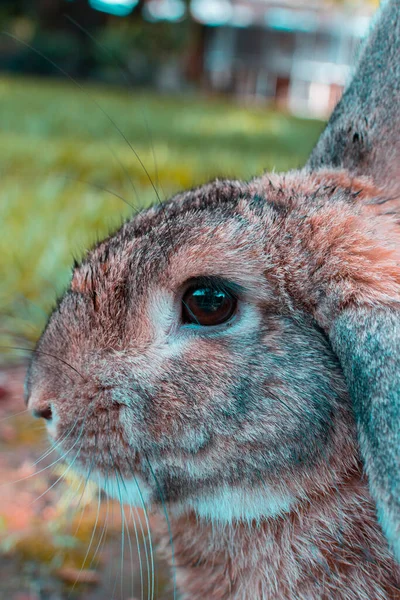 Cute Pet Hares Playing Yard —  Fotos de Stock