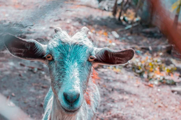 close up of a goat\'s head, beautiful eyes