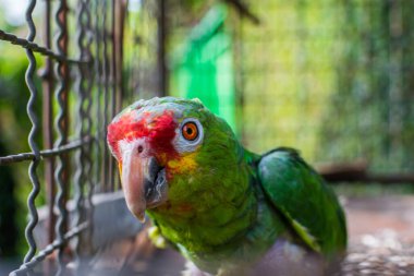 closeup of a parrot's head, parrot watching the camera