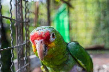 closeup of a parrot's head, parrot watching the camera